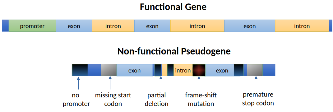 image 135 Functional Gene and Non-functional Pseudogene