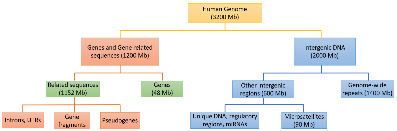 image 136 Genome Organization