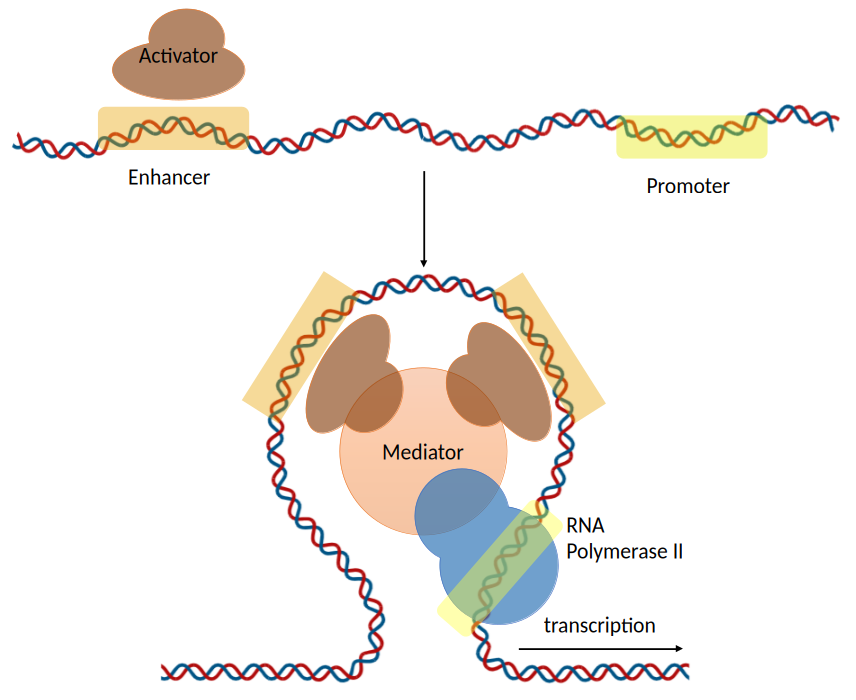 image 137 Role of Promoters and Enhancers in Transcription of the Eukaryotic Genome