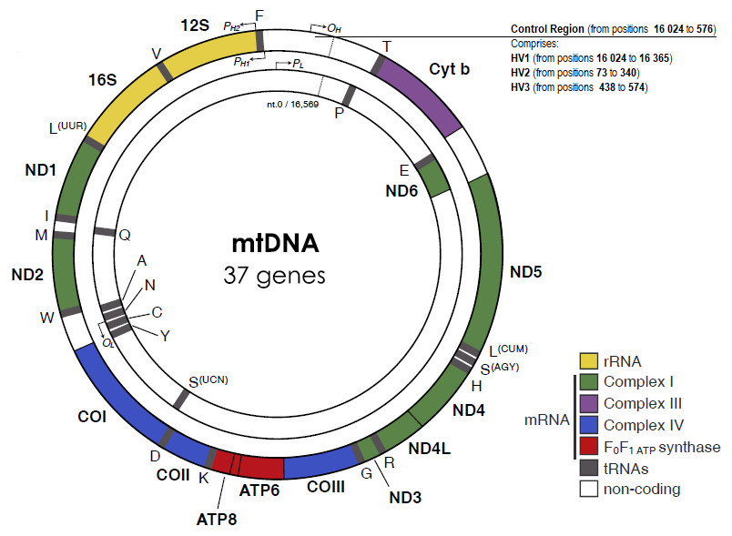 image 138 Mitochondrial Genome (mtDNA) of Humans