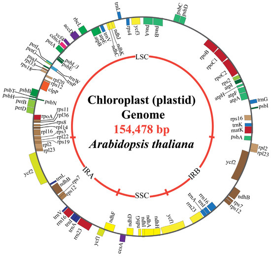 image 139 Chloroplast genome (cpDNA) of Arabidopsis thaliana