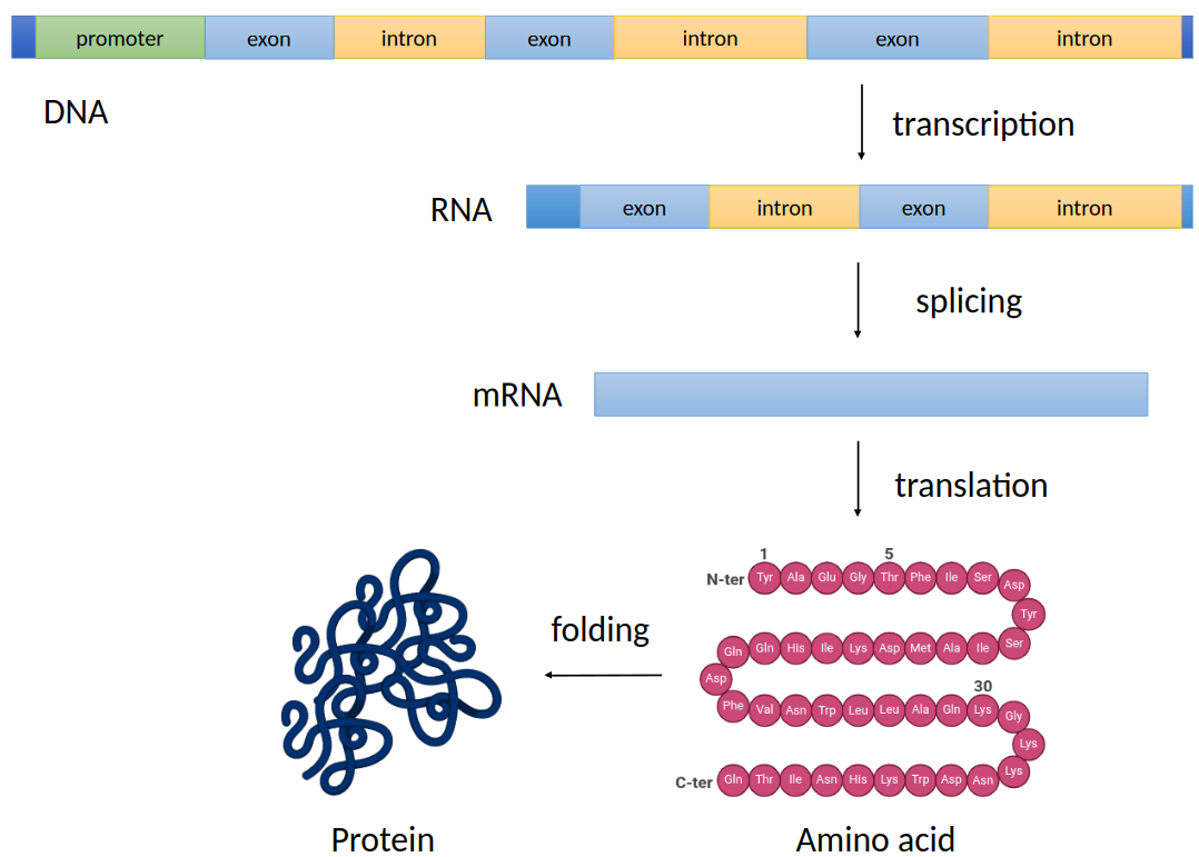 image 140 Central Dogma in Eukaryotes