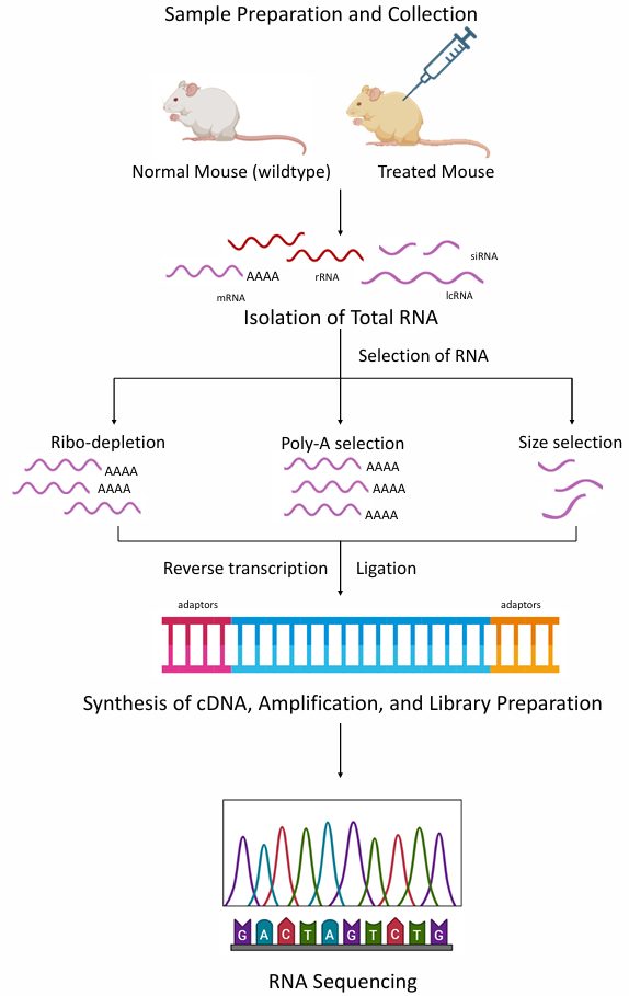 image 145 Workflow for RNA-sequencing