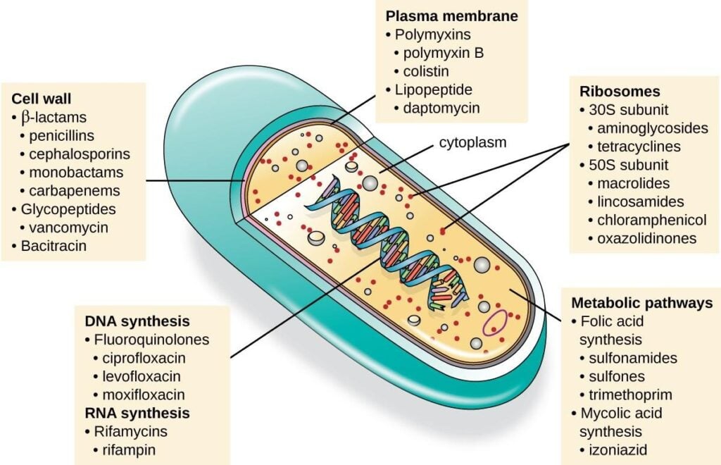 image 15 Classifying Antimicrobials based on the spectrum of activity