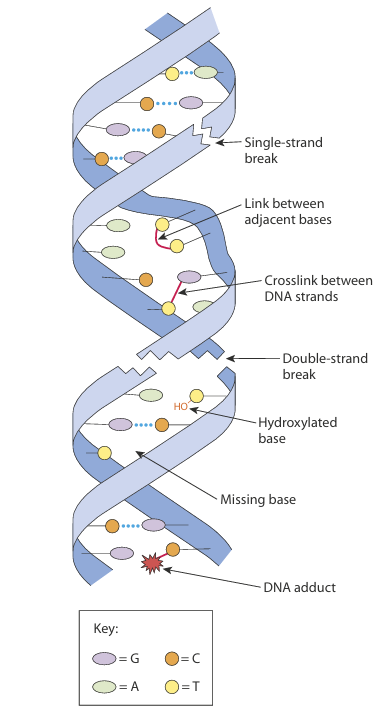 image 150 DNA Damage and Mutations Caused by Chemical Carcinogens