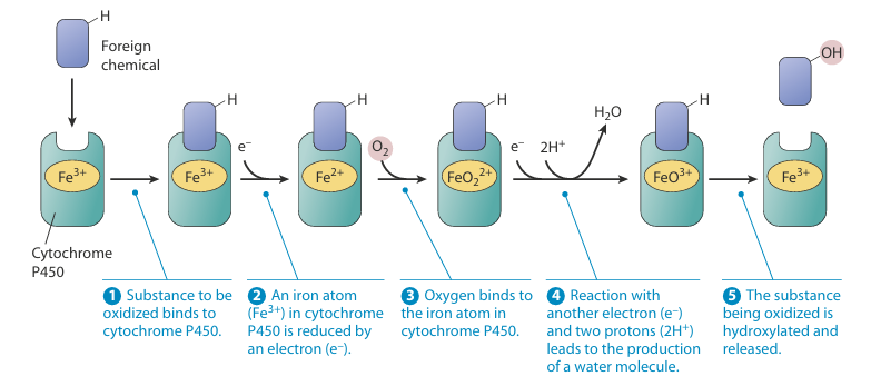 image 152 Hydroxylation reaction catalyzed by Cytochrome P450