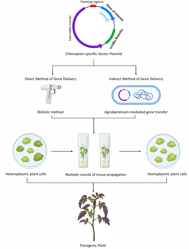image 153 Chloroplast Transformation