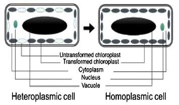 image 154 Heteroplasmic plant cell and homoplasmic plant cell