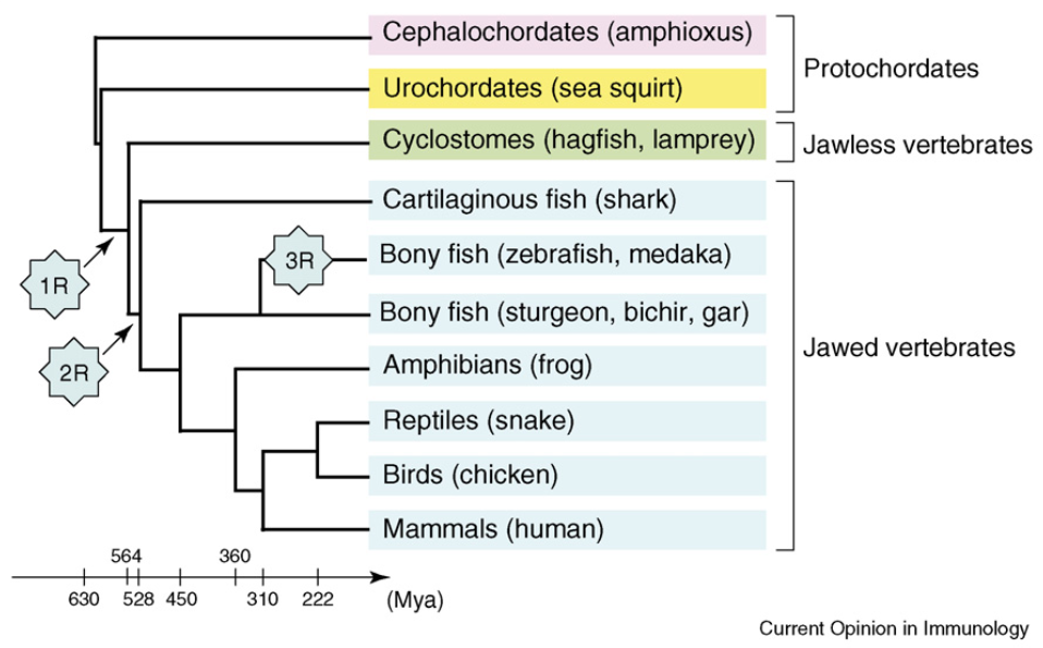 image 156 Phylogenetic Tree Showing the 2R Hypothesis