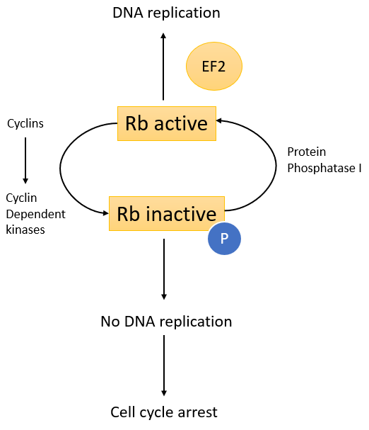 image 157 Functioning of the retinoblastoma (RB) gene