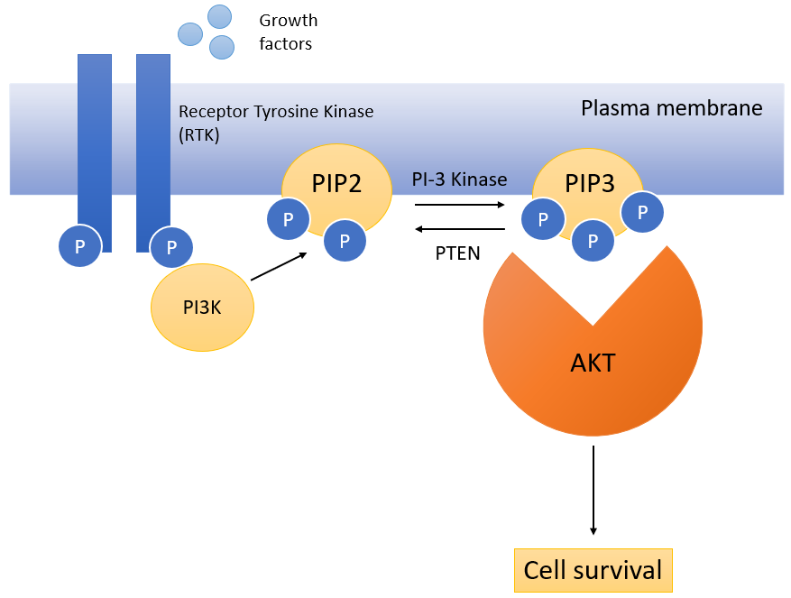 image 158 The PTEN gene negatively regulates the AKT pathway