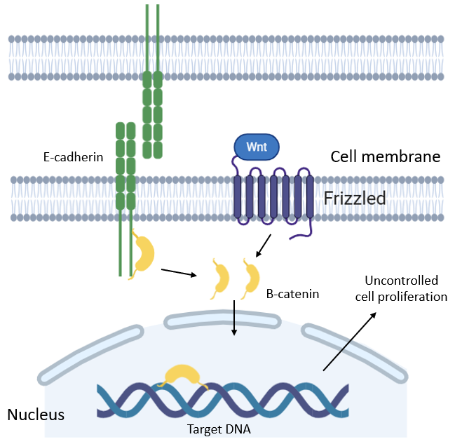 image 159 Mutated E-cadherin leads to uncontrolled cell proliferation