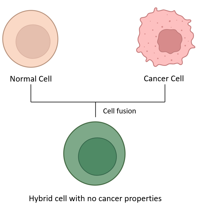 image 160
Cell fusion experiment fusing a normal cell and a cancer cell