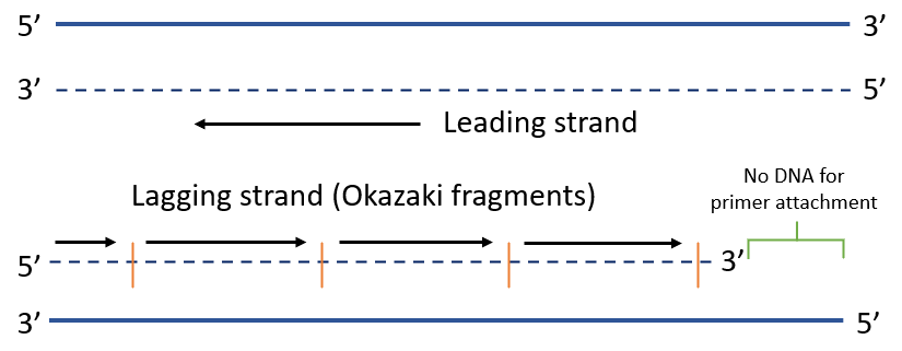image 161 End Replication Problem during DNA replication