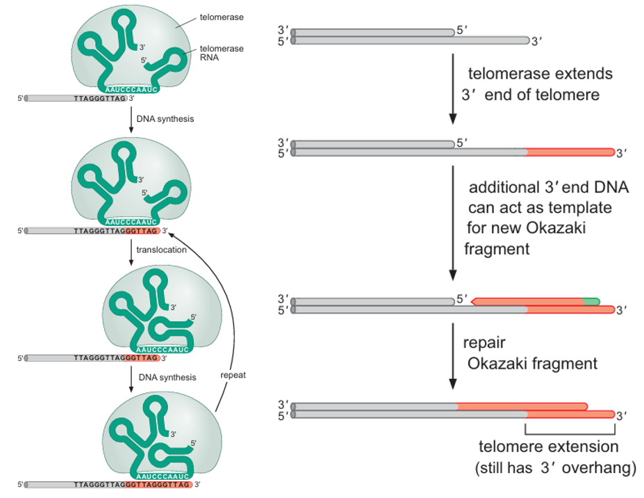 image 163 Replication of telomeres by telomerase