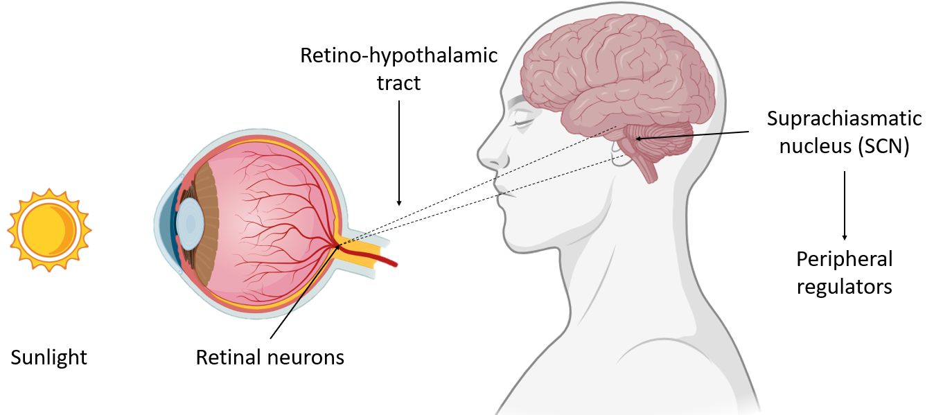image 164 Components of Circadian Rhythm