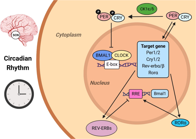image 165 Molecular Mechanism of the Circadian Clock System