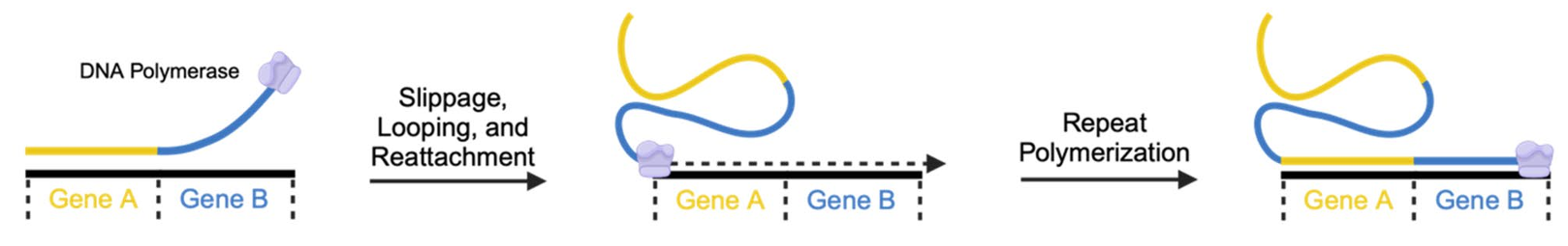image 167 Recombination Slippage