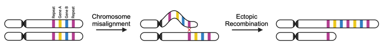image 169 Ectopic Recombination