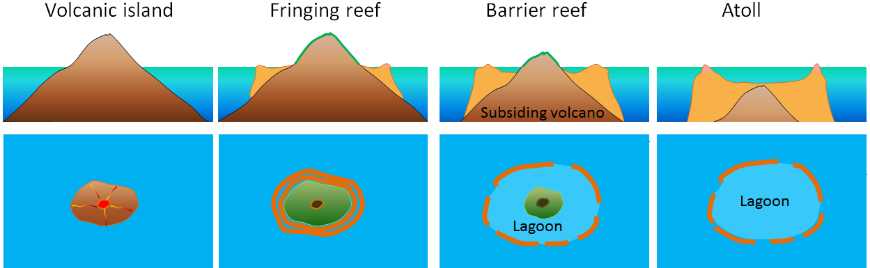 image 17 Formation of a coral reef