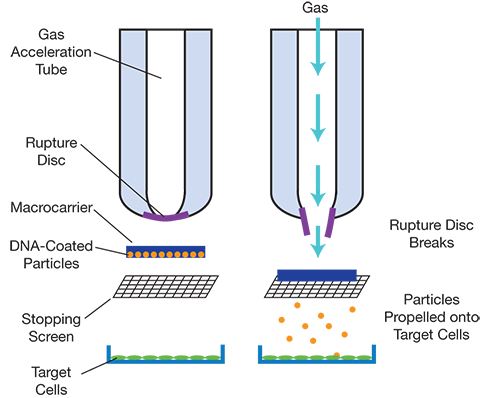 image 170 Biolistic method to achieve gene expression in plants