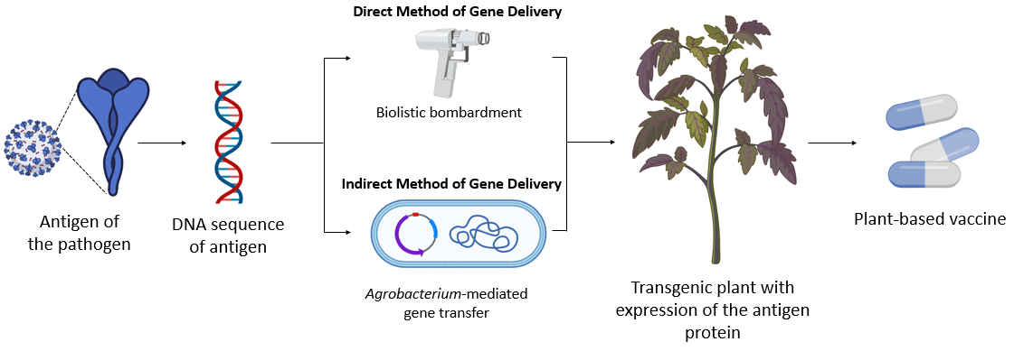 image 171 Production of Plant-based vaccine