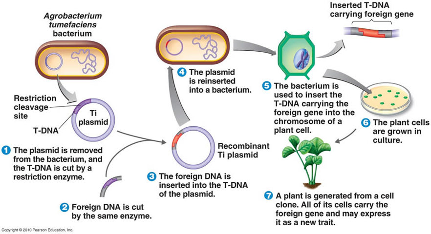 image 172 Agrobacterium-mediated process for the production of plant-based vaccine