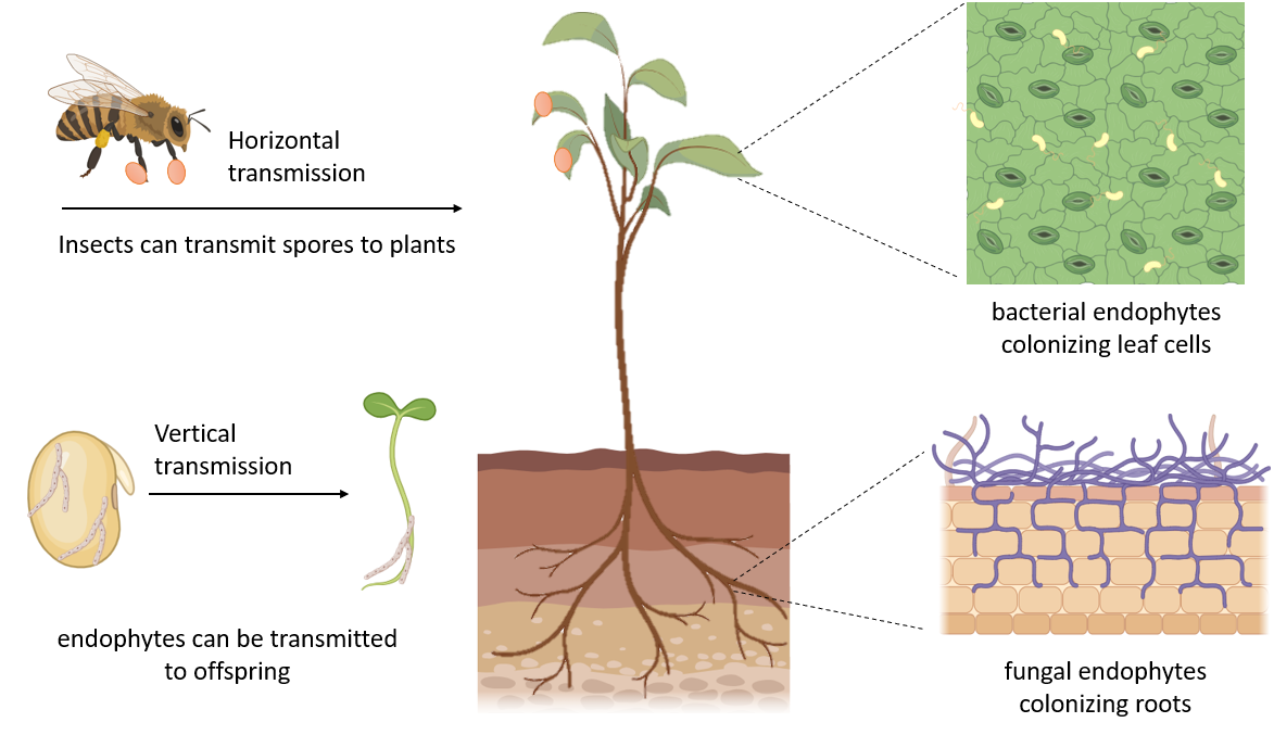 image 173 Transmission and colonization of Endophytes