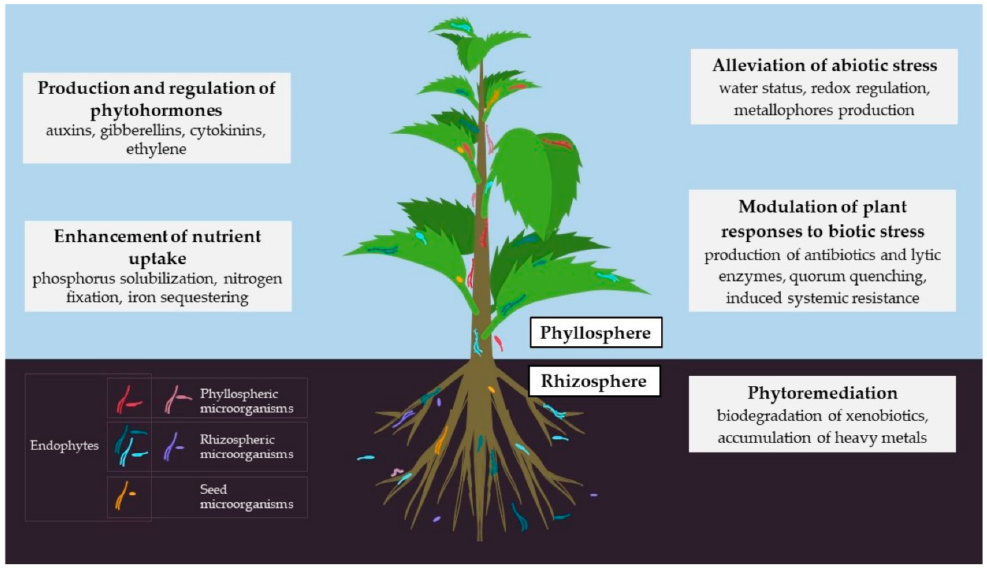 image 174 Plant Growth Promoting Traits of Endophytes