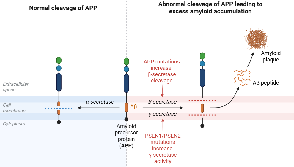 image 175
Comparison between normal cleavage and abnormal cleavage of APP