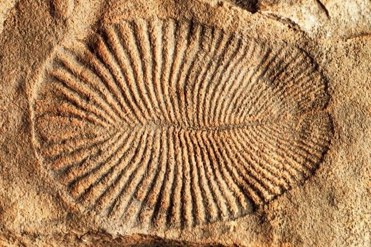 image 18 Fossils of Dickinsonia