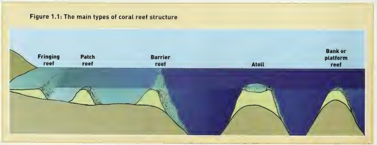 image 18 Types of coral reef structure