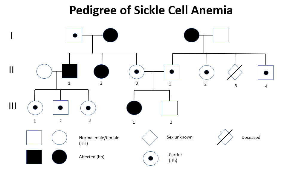 image 182 Pedigree of Sickle Cell Anemia