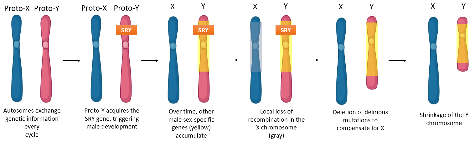 image 185 Evolution of the Sex Chromosome