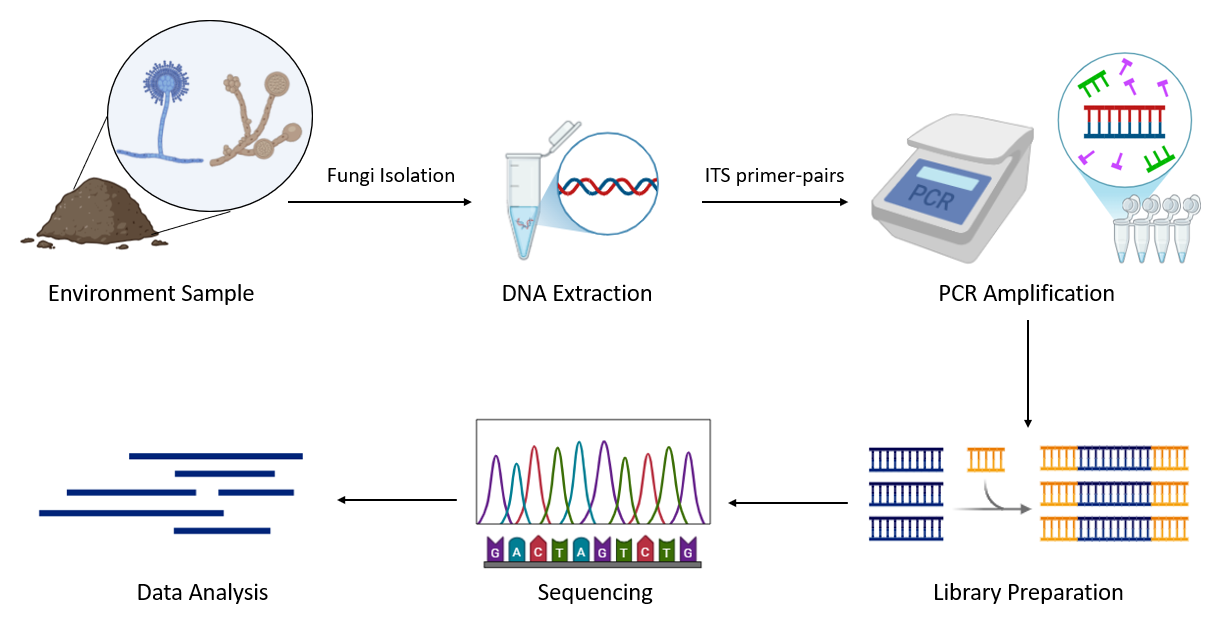 image 186 Workflow of ITS Sequencing