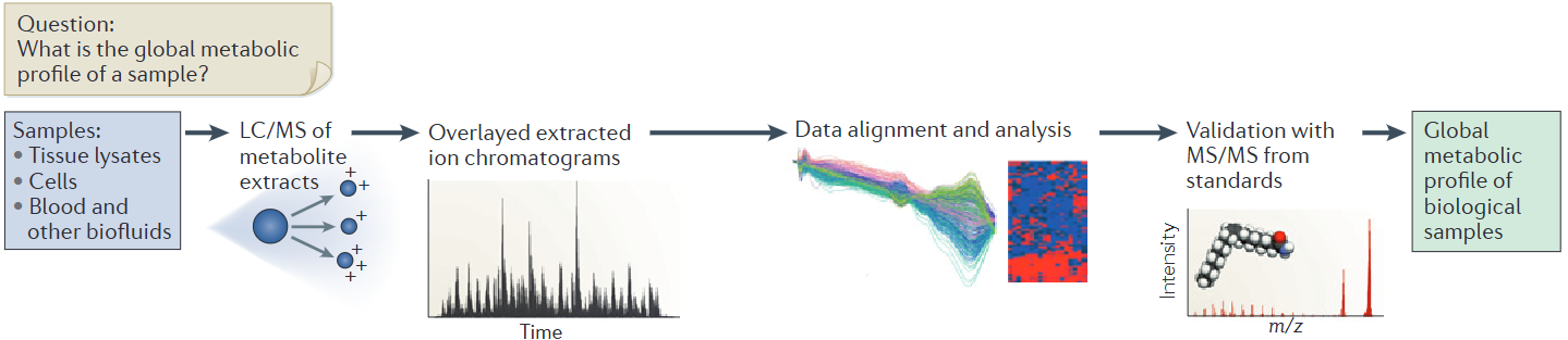 image 190 Workflow of Untargeted metabolomics