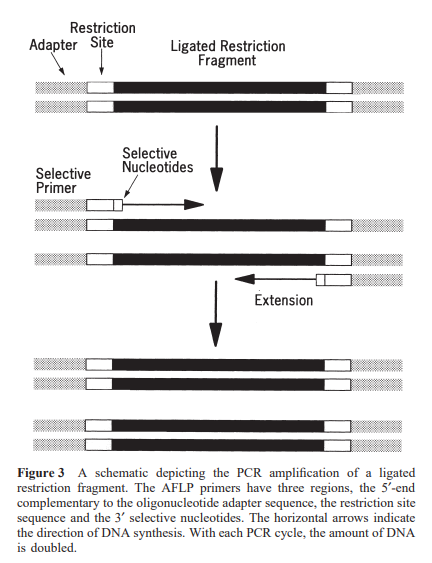 image 2 A schematic outlining of the selective amplification process