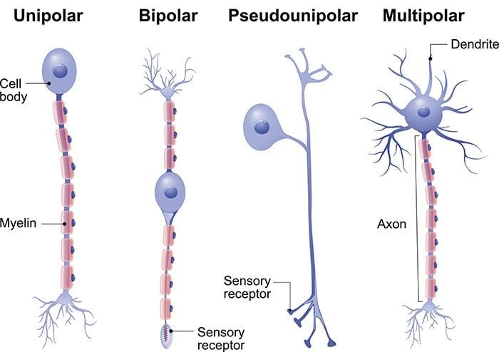 image 27 Different types of neurons