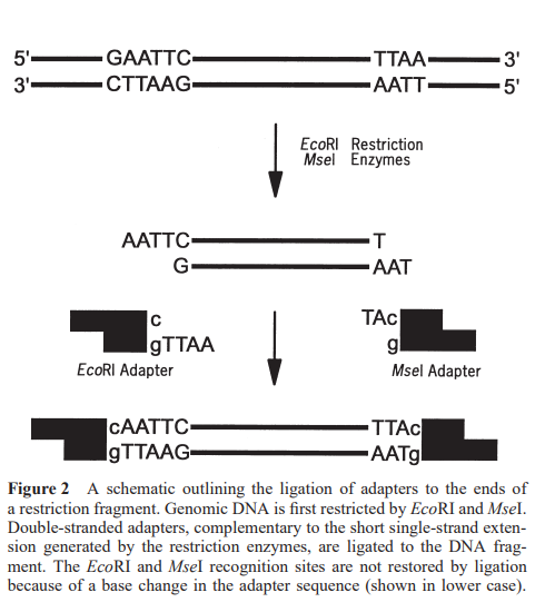 image 3 A schematic outlining the ligation of adapters to the ends of a restriction fragment