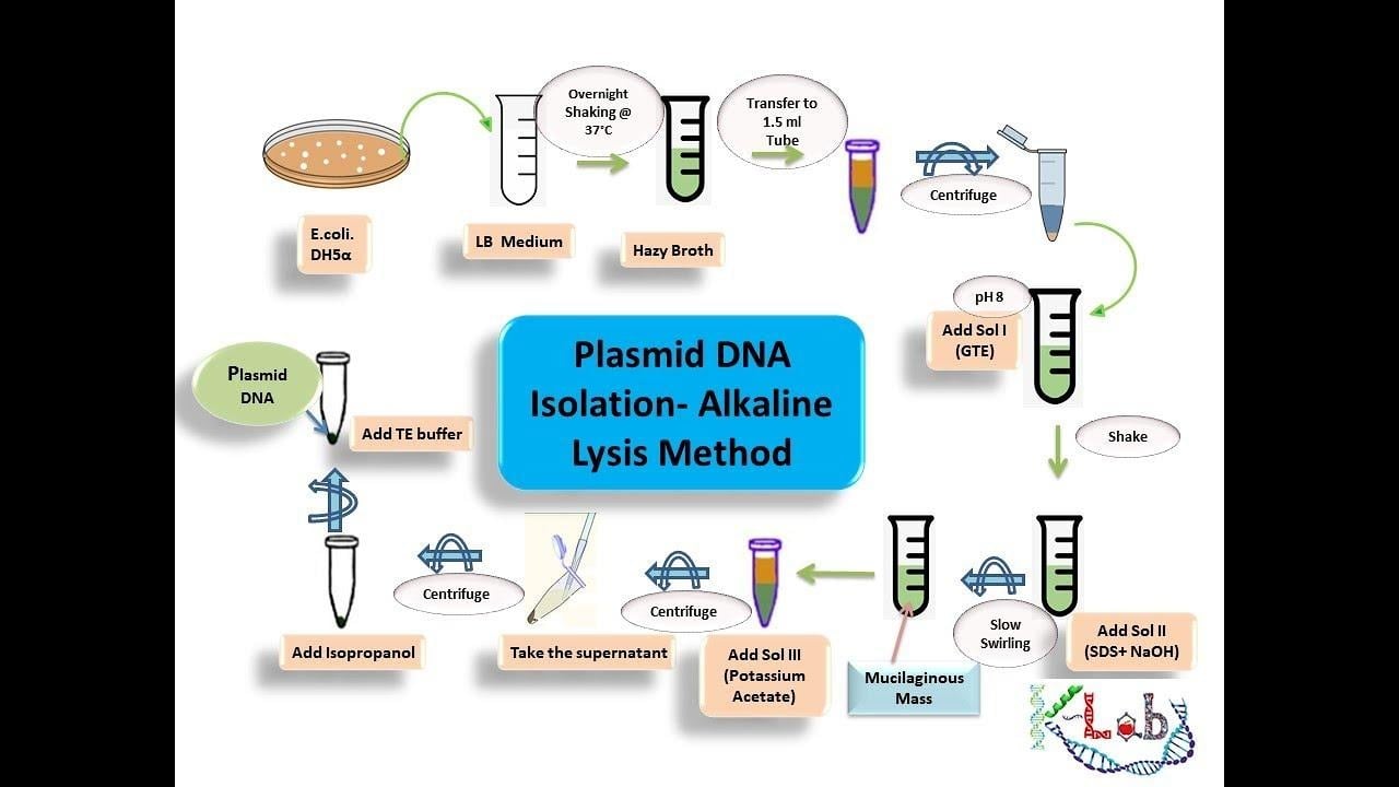 image 31 Plasmid DNA isolation by the alkaline lysis method