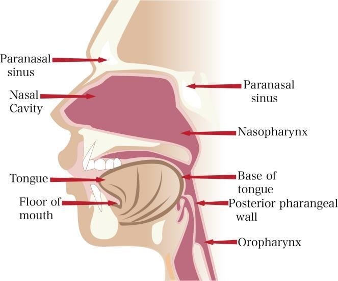 image 32 Structure of the Nostrils and Nasal Passage