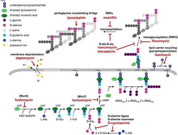image 32 Bacterial Cell Wall Biosynthesis and Inhibitors