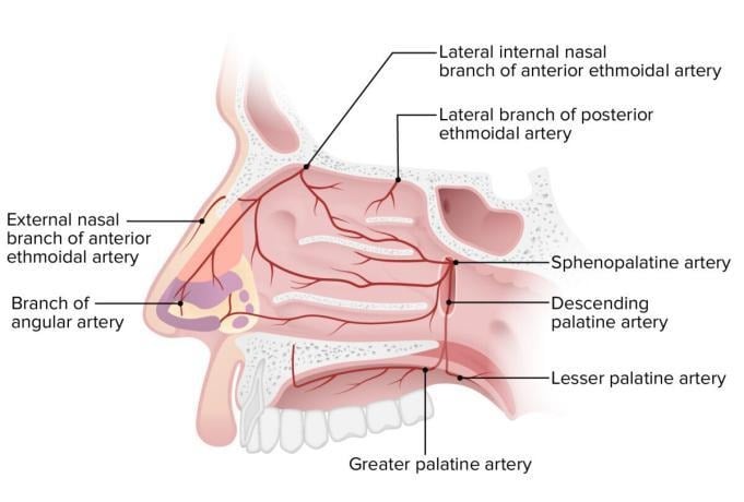 image 33 Blood supply to the nose