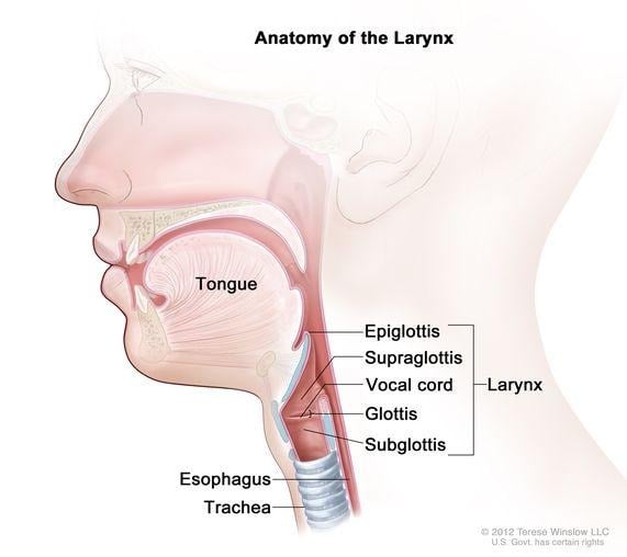 image 36 Anatomy of Larynx