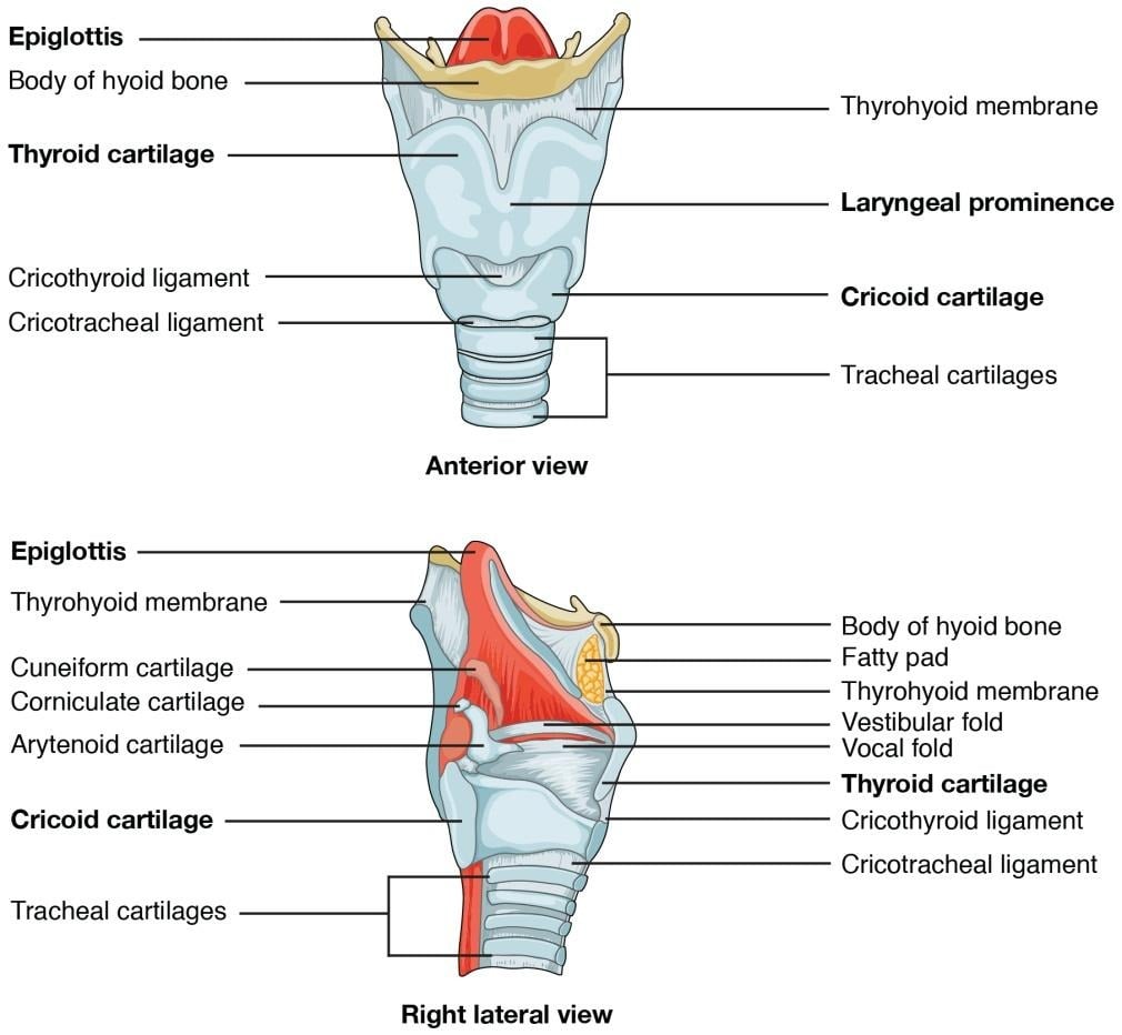 image 37 Structure of larynx