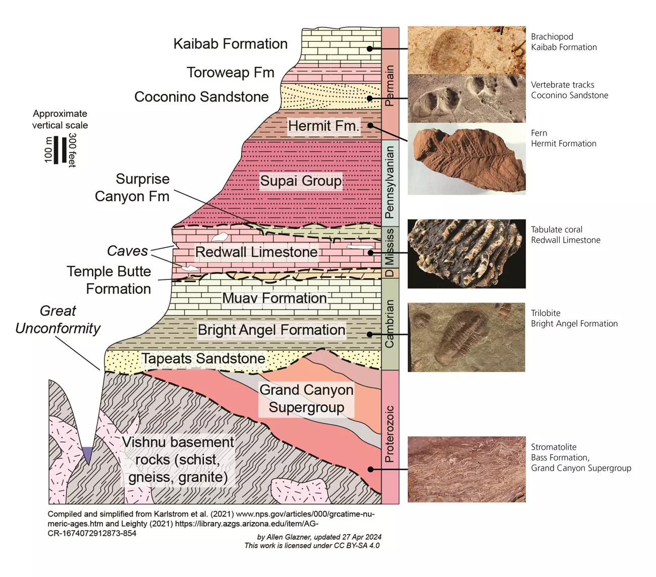 image 37 Fossils from Grand Canyon National Park showing Faunal succession