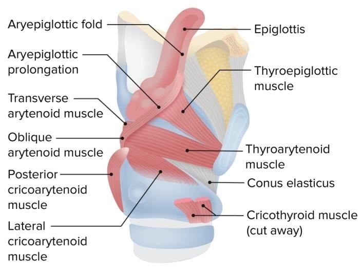 image 38 Laryngeal muscles