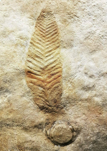 image 39 Fossils of Dickinsonia