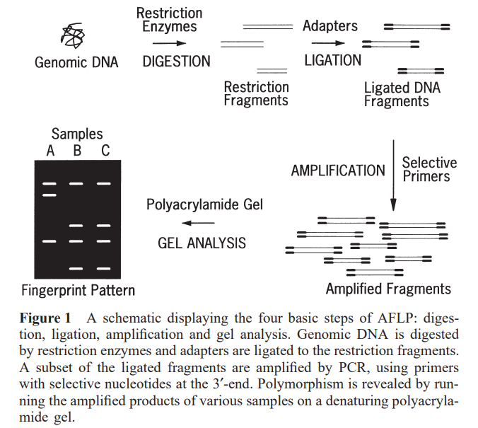 image 4 An overview of AFLP-PCR