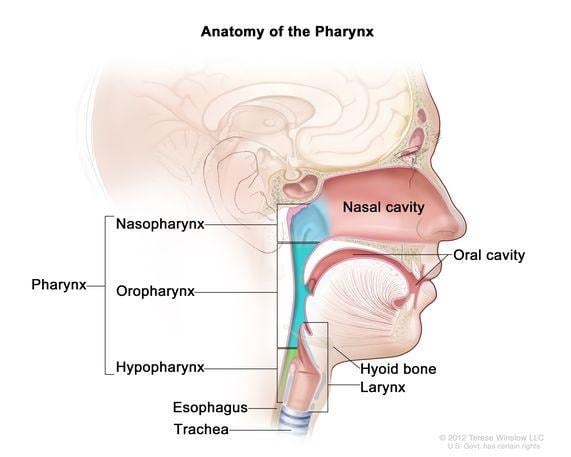 image 45 Anatomy of the pharynx